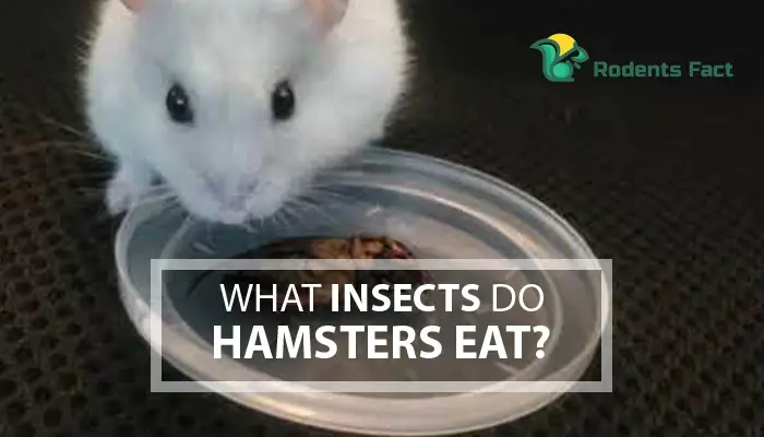 What Insects Do Hamsters Eat