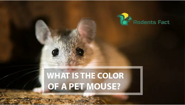 What is the Color of a Pet Mouse