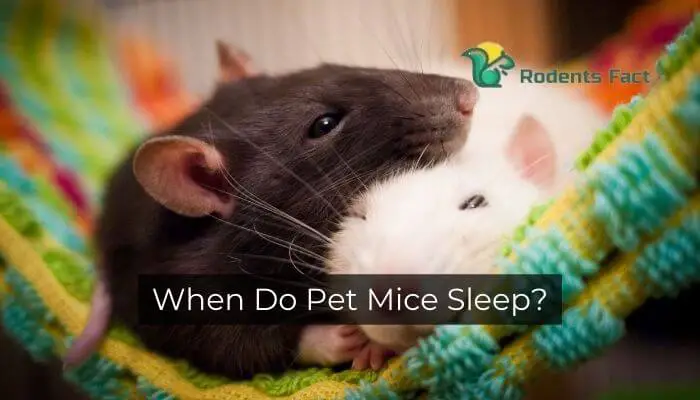 When Do Pet Mice Sleep