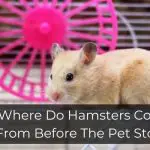 Where Do Hamsters Come From Before The Pet Store