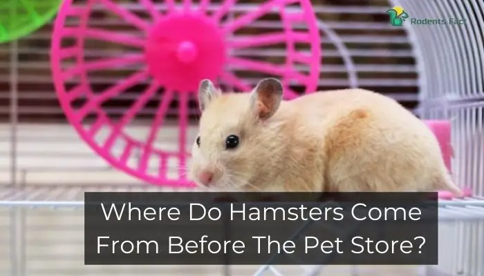 Where Do Hamsters Come From Before the Pet Store? | Hamsters' Origin