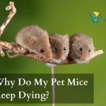 Why Do My Pet Mice Keep Dying