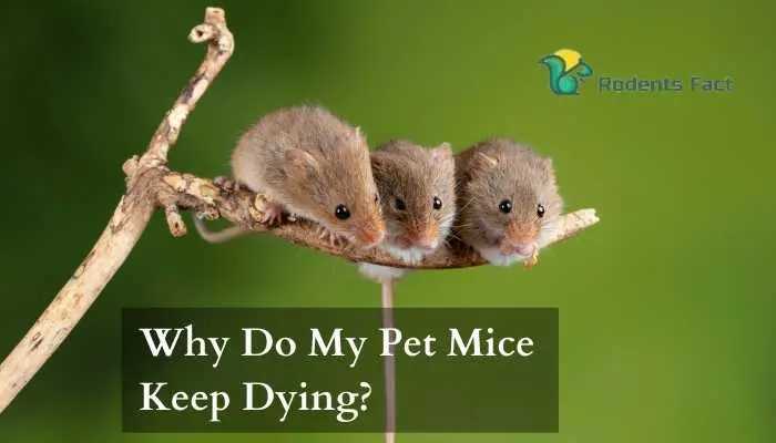 Why Do My Pet Mice Keep Dying? Understanding Pet Mice Health Condition