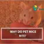 Why Do Pet Mice Bite