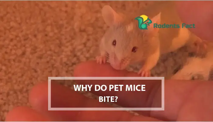 Why Do Pet Mice Bite? Reasons and 4 Effective Solutions to It