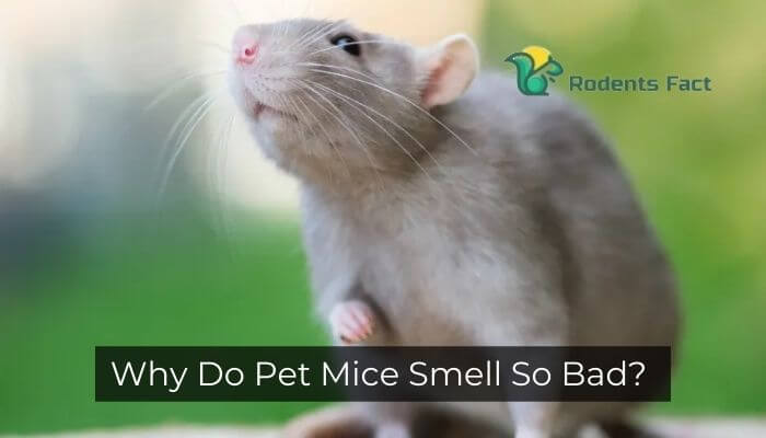 Why Do Pet Mice Smell So Bad