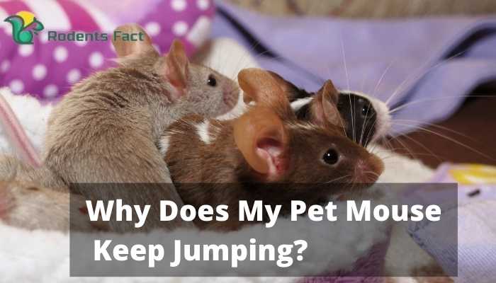 Why Does My Pet Mouse Keep Jumping