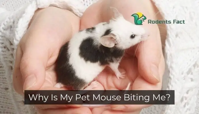 Why Is My Pet Mouse Biting Me