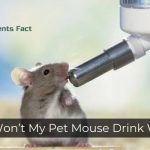 Why Won’t My Pet Mouse Drink Water