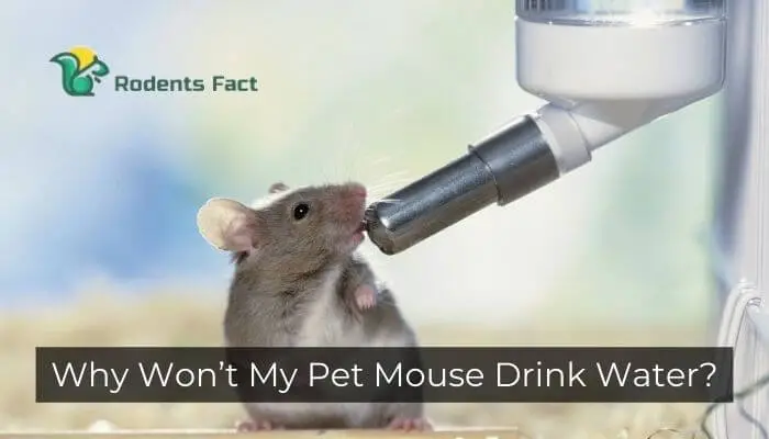 Why Won’t My Pet Mouse Drink Water? Reasons Behind the Issue