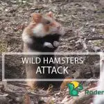 Wild Hamsters Attack