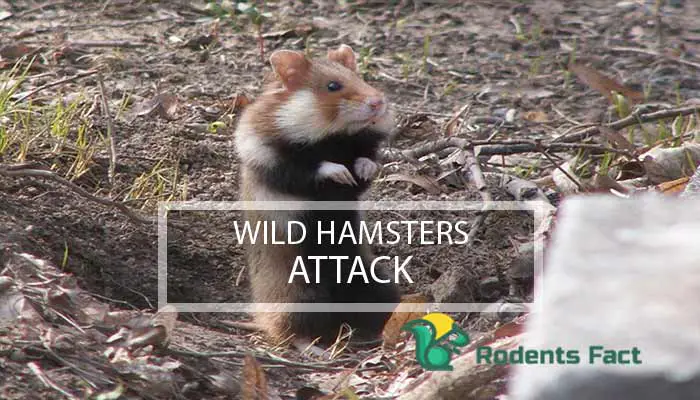 Wild Hamsters Attack