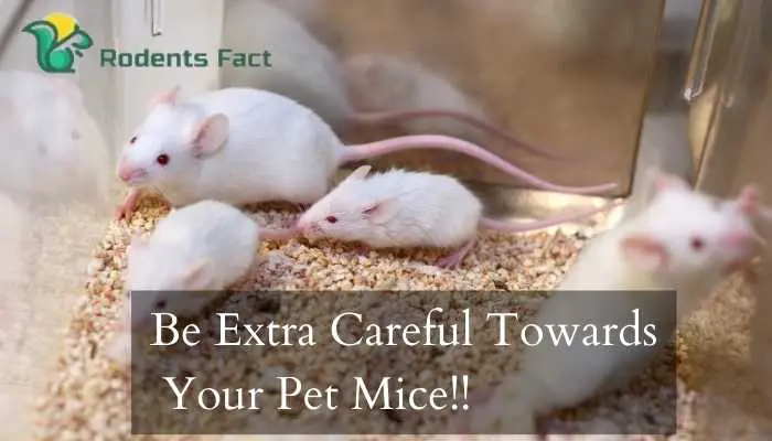 Be Extra Careful Towards Your Pet Mice!!