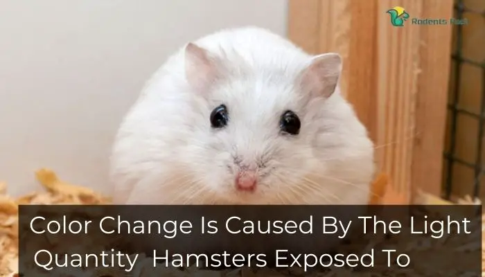 Color Change Is Caused By The Light Quantity Hamsters Exposed To
