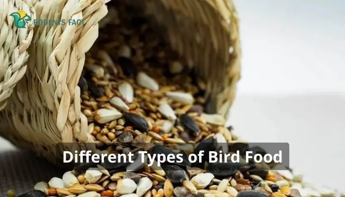 Different Types of Bird Food