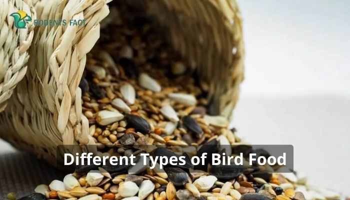 Different Types of Bird Food