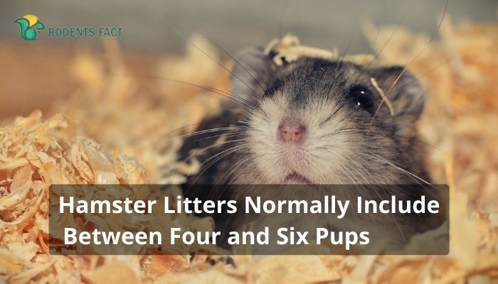 Hamster Litters Normally Include Between Four and Six Pups