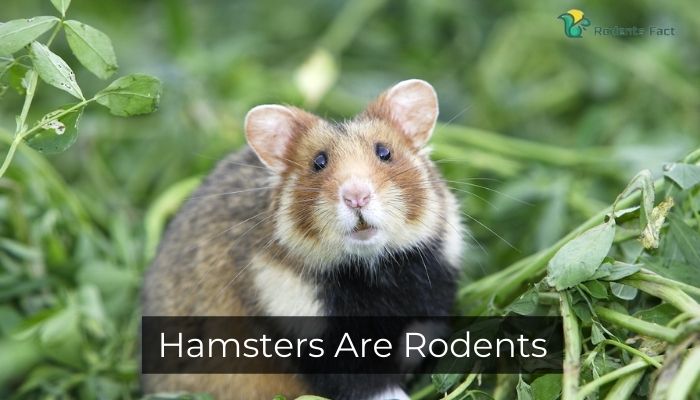 Hamsters Are Rodents