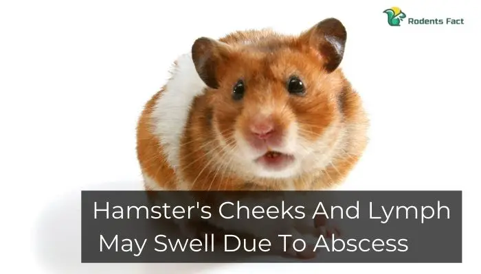 Hamster's Cheeks And Lymph May Swell Due To Abscess