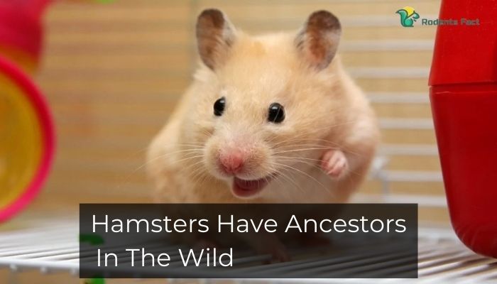 Hamsters Have Ancestors In The Wild