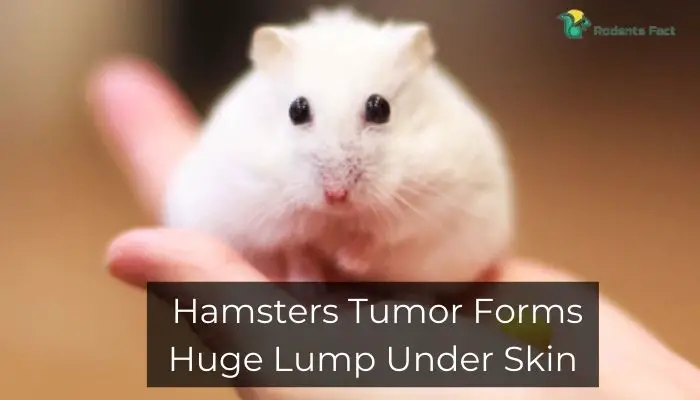 Hamsters Tumor Forms Huge Lump Under Skin