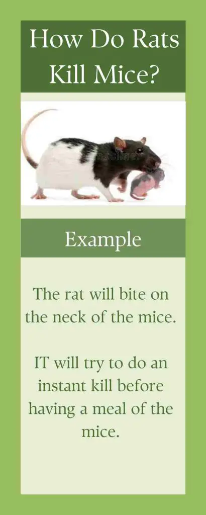  How Do Rats Kill Mice