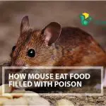 How Mouse Eat Food Filled with Poison