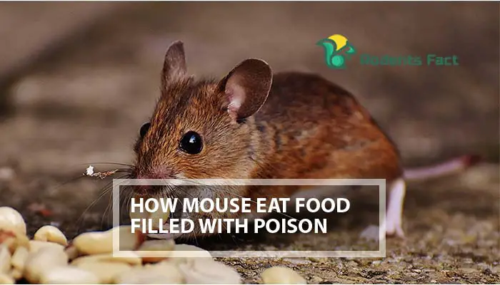 How Mouse Poison Works | Effectiveness of Mouse Poison