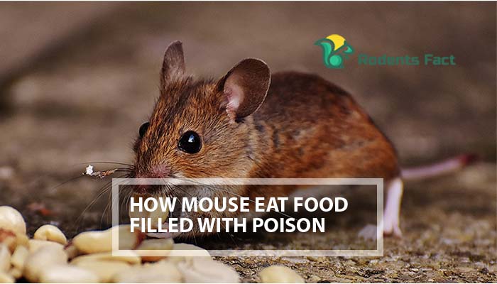 How Mouse Eat Food Filled with Poison