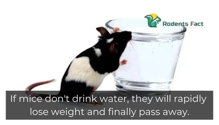 If mice don't drink water, they will rapidly lose weight and finally pass away.