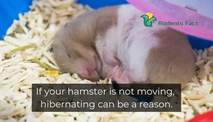 If your hamster is not moving, hibernating can be a reason
