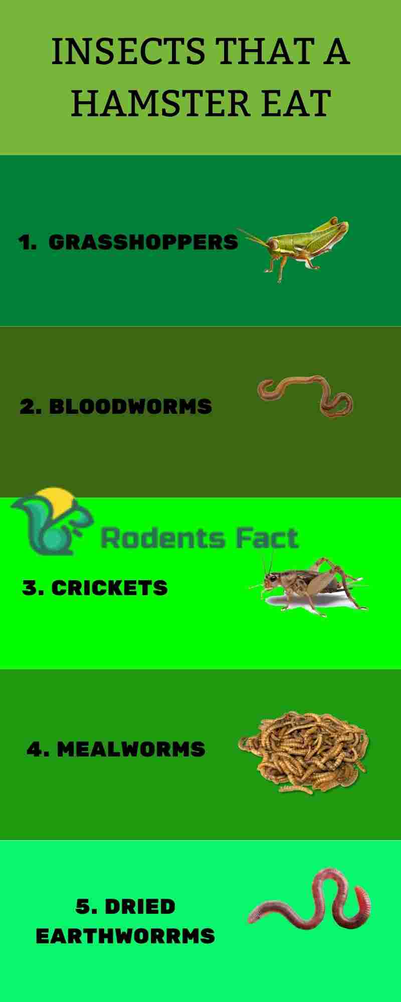 What Insects Do Hamsters Eat? Proper Nutrition of Your Hamster