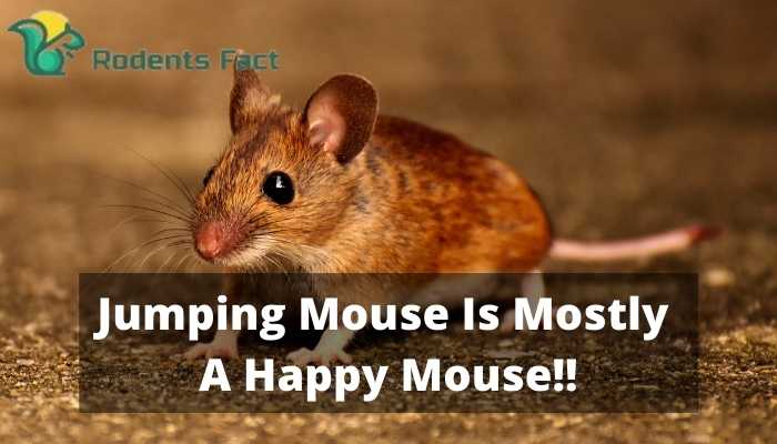 Jumping Mouse Is Mostly A Happy Mouse!!