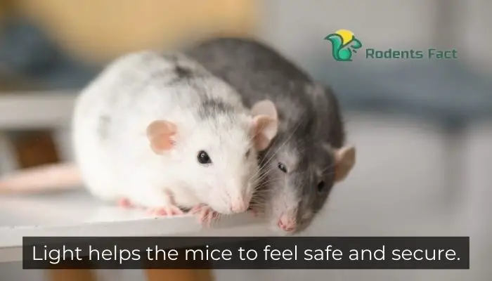 Light helps the mice to feel safe and secure.