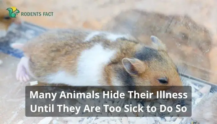 Many Animals Hide Their Illness Until They Are Too Sick to Do So