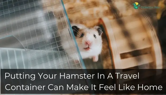 Putting Your Hamster In A Travel Container Can Make It Feel Like Home