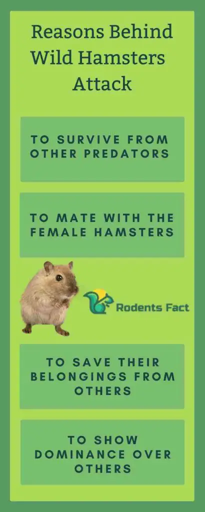 Reasons Behind Wild Hamsters Attack
