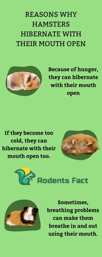  Reasons Why Hamsters Hibernate With Their Mouth Open