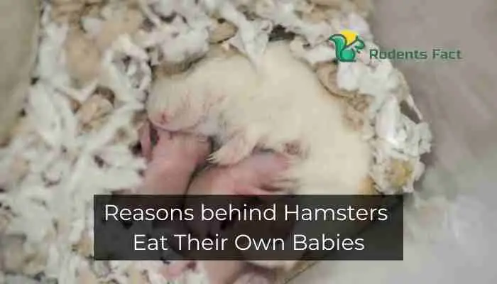 Reasons behind Hamsters Eat Their Own Babies