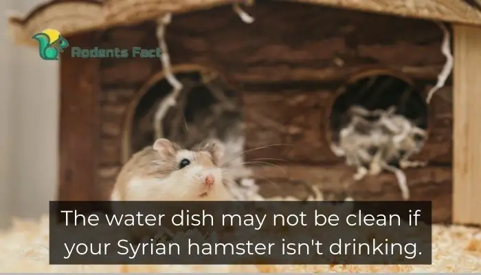The water dish may not be clean if your Syrian hamster isn’t drinking