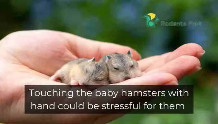 Touching the baby hamsters with hand could be stressful for them