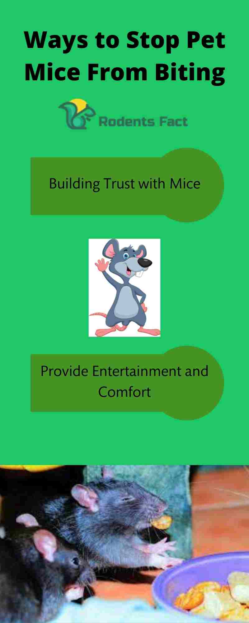 Why Do Pet Mice Bite? Reasons and 4 Effective Solutions to It