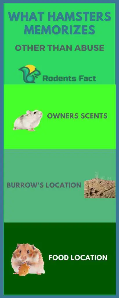 What Hamsters Memorizes Other Than Abusing