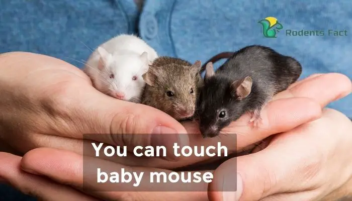 You can touch baby mouse
