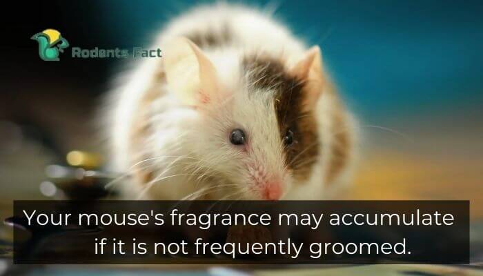 Your mouse's fragrance may accumulate if it is not frequently groomed.