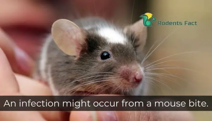 An infection might occur from a mouse bite.