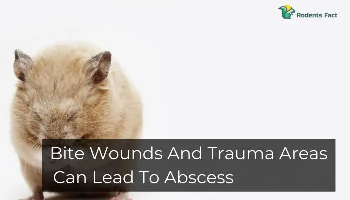 Bite Wounds And Trauma Areas Can Lead To Abscess