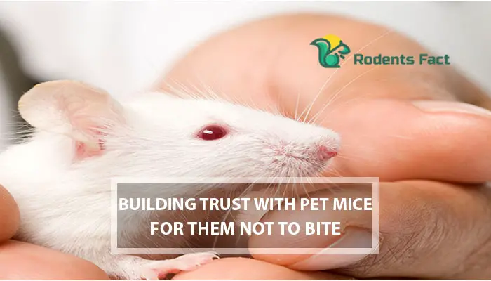 Building Trust with Pet Mice for Them Not to Bite