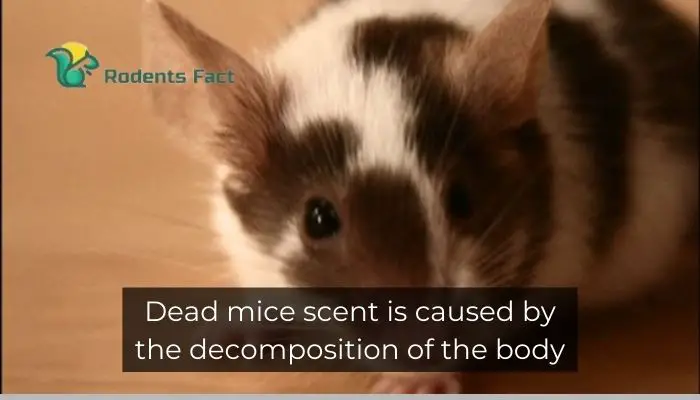 Dead mice scent is caused by the decomposition of the body.