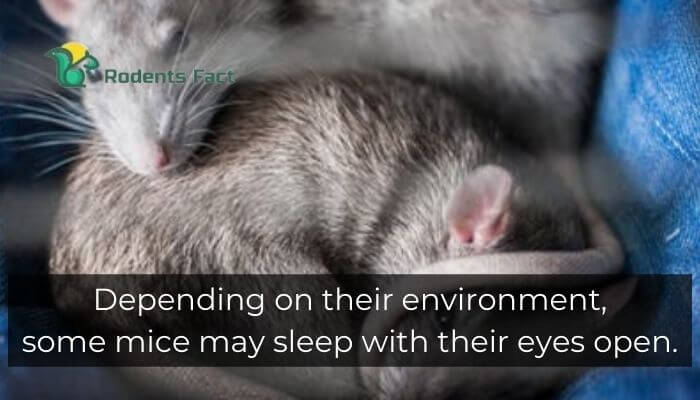 Depending on their environment, some mice sleep with their eyes open.